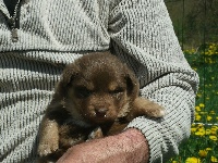 CHIOT